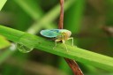 Cicadella lasiocarpae (Sumpf-Schmuckzikade)