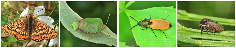 Mein Libellen- und Naturfoto-Blog